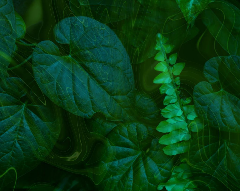 Fotografía con fondo negro y hojas de color verde simbolizando el elemento tierra.
